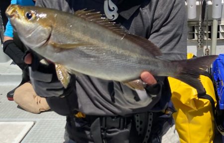 SLJで満足サイズのイサキにアコウ！