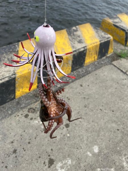 タコ釣り自己ベスト