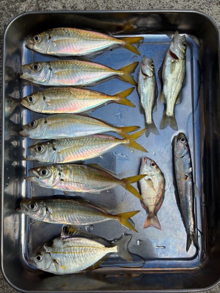 息子、初の釣果！