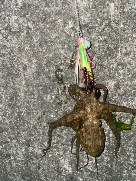 まずまず、上向き❓