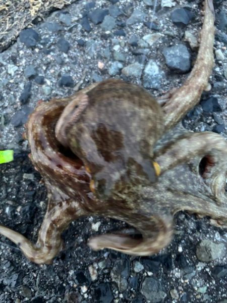 ショアタコ　14