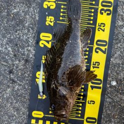 ロックフィッシュ