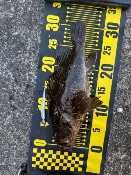 ロックフィッシュ