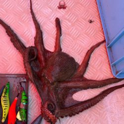 明石タコ調達🐙