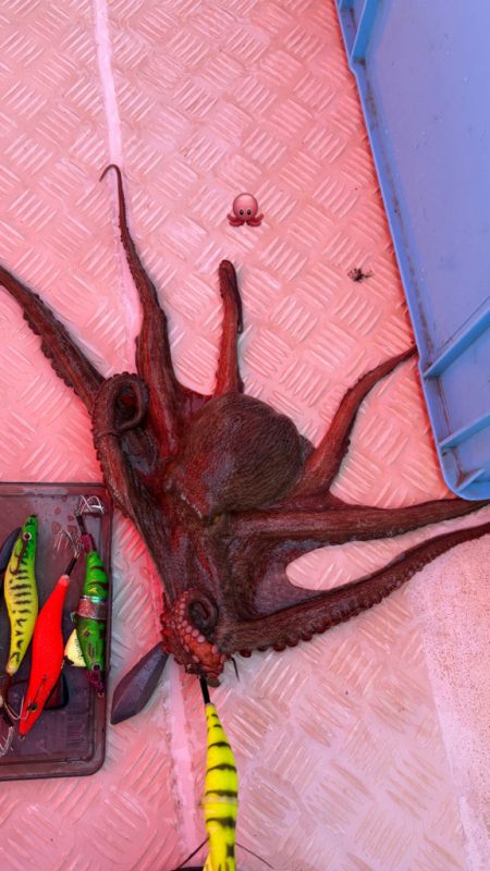 明石タコ調達🐙