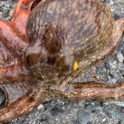 ショアタコ　13