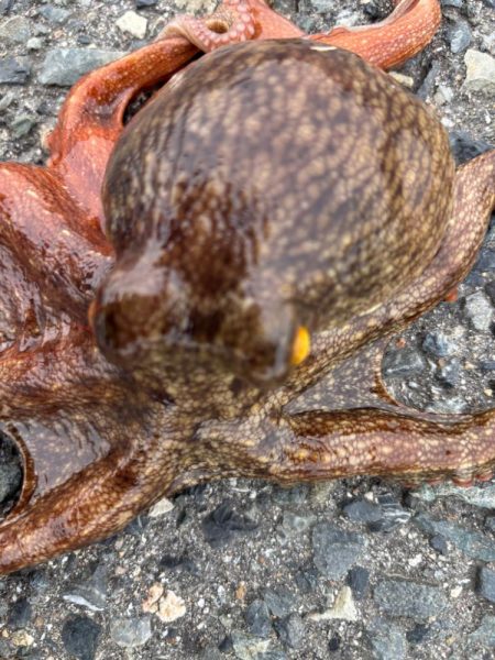 ショアタコ　13