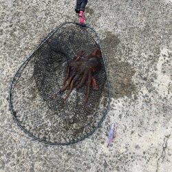 今期初タコ