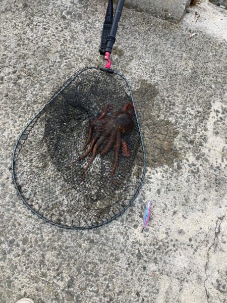 今期初タコ