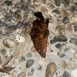 キジハタ&カサゴ　