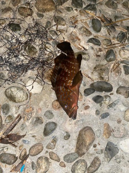 キジハタ&カサゴ　