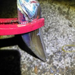 タチウオ 良型釣れた