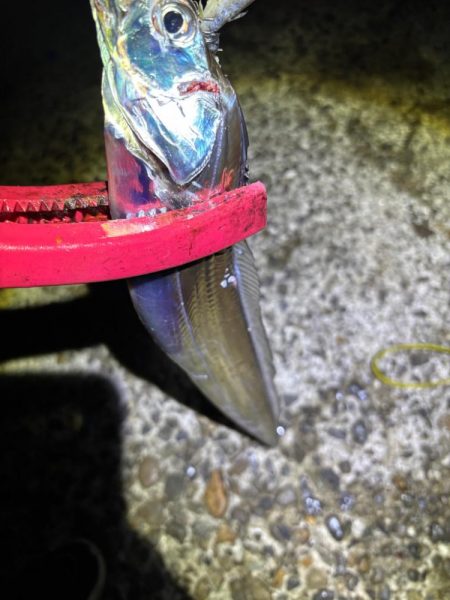タチウオ 良型釣れた