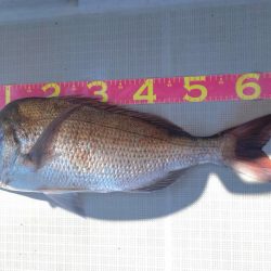 タイラバ　ラクマル