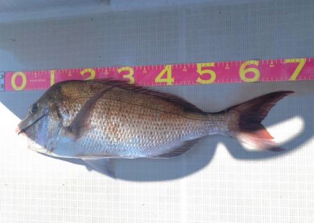 タイラバ　ラクマル