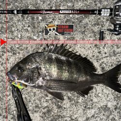 爆風の中の貴重なおチヌさん！