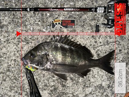 爆風の中の貴重なおチヌさん！