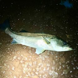 久しぶりのヒットは！あと1cm