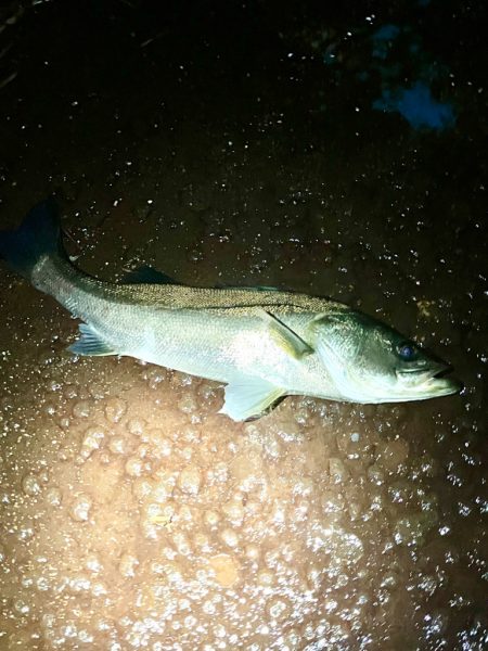 久しぶりのヒットは！あと1cm