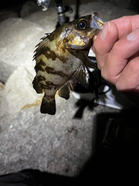 フロートメバリング