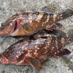 デイアコウがんばる・・・アコウ4