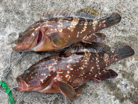 デイアコウがんばる・・・アコウ4