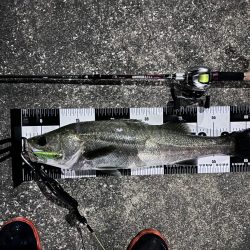 二ヶ月ぶりのシーバスくん！待ってたよ！　※小言あり