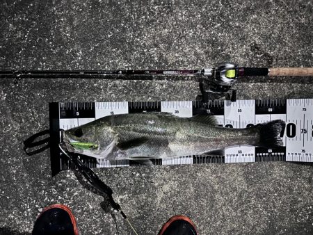 二ヶ月ぶりのシーバスくん！待ってたよ！　※…