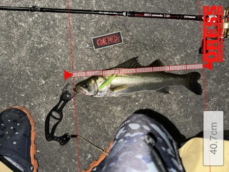 戻ってきたシーバスくん!