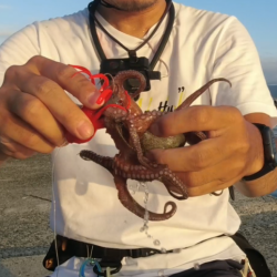 今期初のタコ…シブい