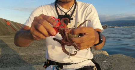 今期初のタコ…シブい