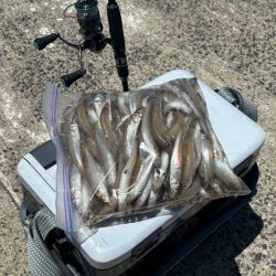 キス釣り入れ食いの爆釣！