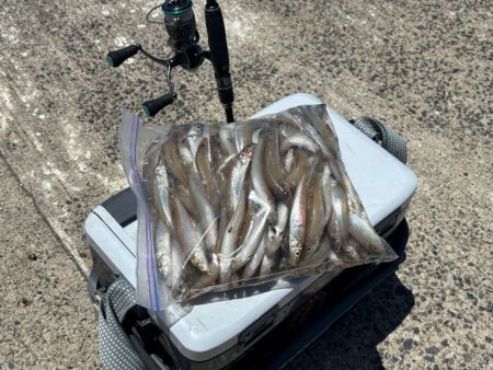 キス釣り入れ食いの爆釣！