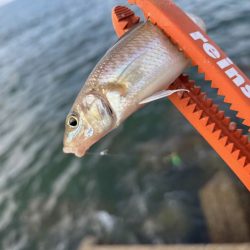 チャリコの猛攻でキスが釣れない！