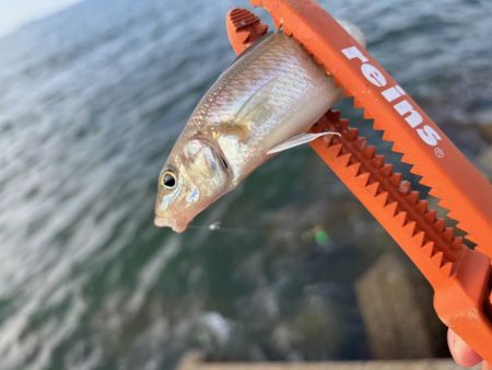 チャリコの猛攻でキスが釣れない！