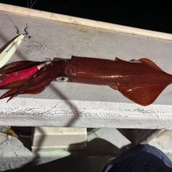 【鳥取イカメタル】今回も潮激流と激渋