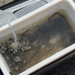 テナガエビ釣り|潮位が高く居場所を探せず激渋!