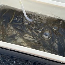 テナガエビ爆釣!虫エサよりもコスパが高く反応が良い餌!!