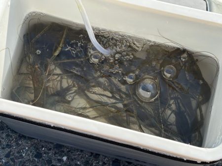 テナガエビ爆釣！虫エサよりもコスパが高く反…