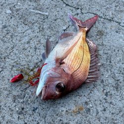 ケンサキイカ不在！？ショアラバで釣果！