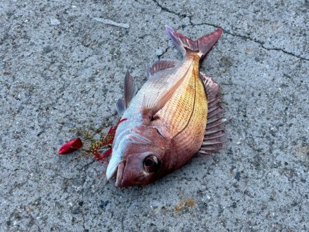 ケンサキイカ不在！？ショアラバで釣果！