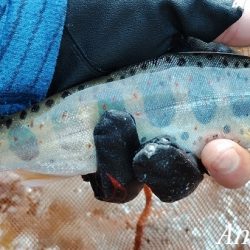 梅雨明け直後の引原川本流。