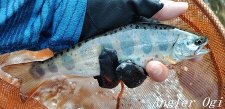 梅雨明け直後の引原川本流。
