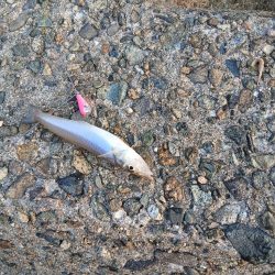 チャリコ爆湧き釣りにならず!!