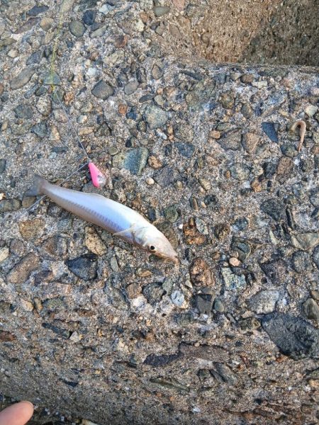 チャリコ爆湧き釣りにならず!!