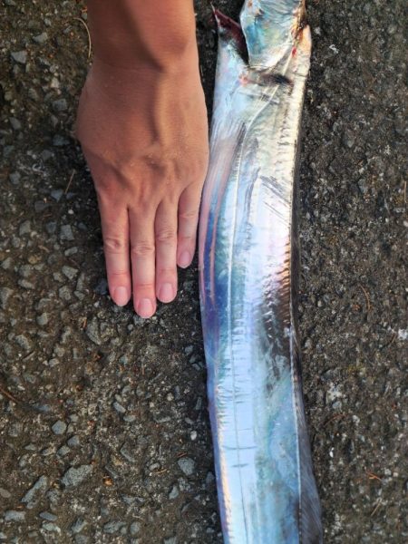 久しぶりの釣果！