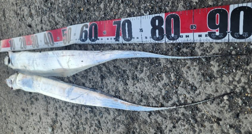 F4ほぼ確イベント中