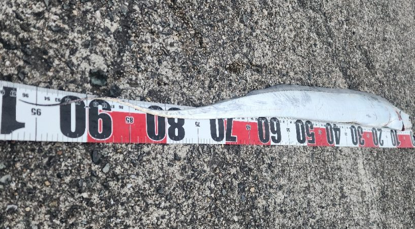 つれればおっきい