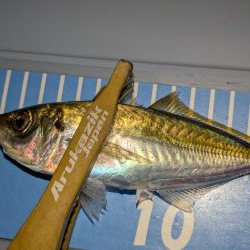 エギングの合間のアジング