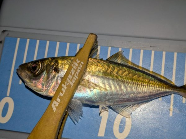 エギングの合間のアジング